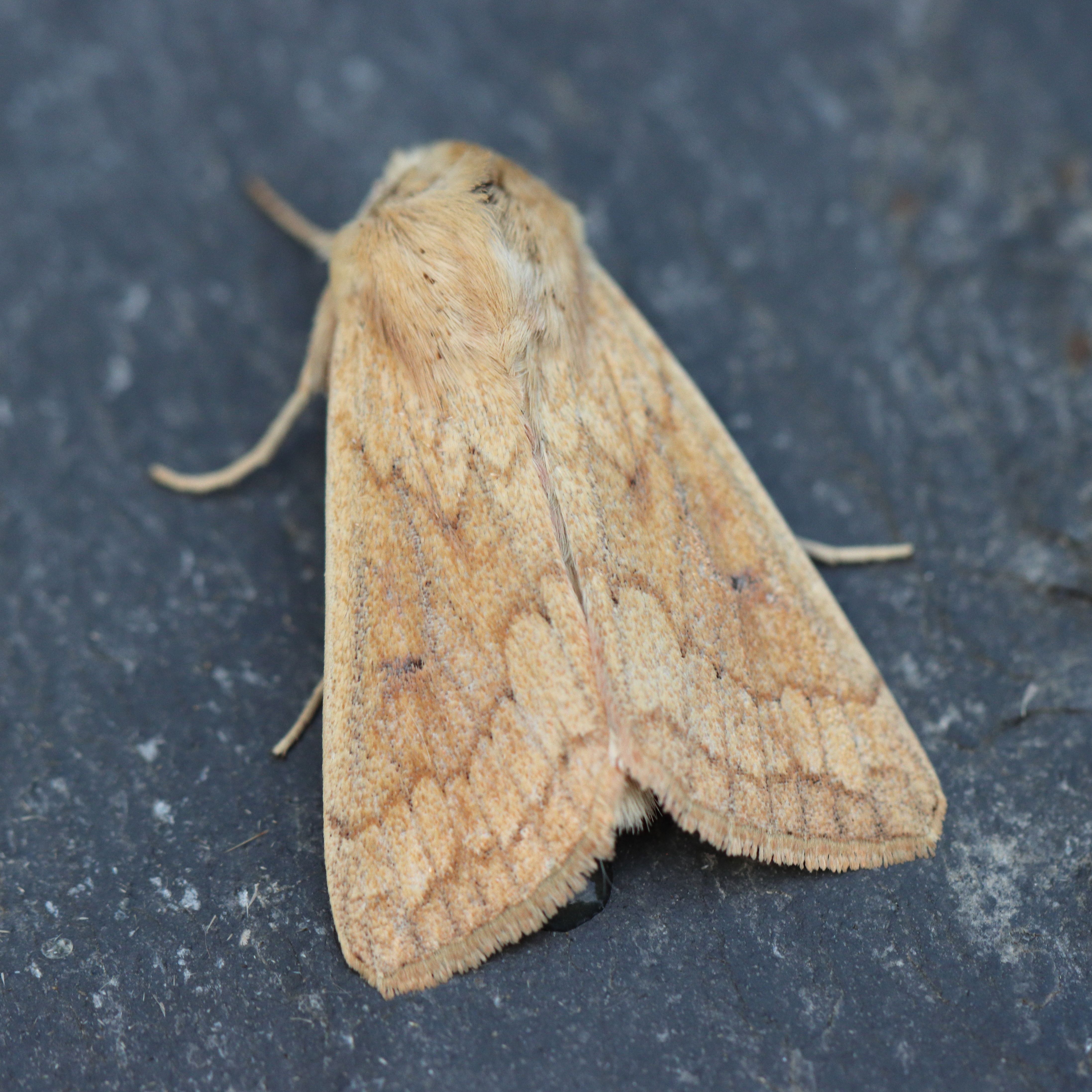 Photo of Delicate (Mythimna vitellina)
